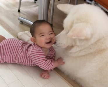 Funny Dogs and Babies are Best Friends Cute Babies and Pets Video Compilation