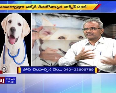 How To Take Care Of Pet Dogs And Protect Tips | Raj News Telugu