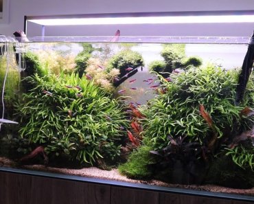 5 Tips for Establishing a New Aquascape or Planted Aquarium