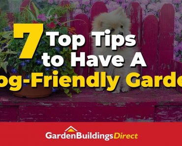 7 Top Tips To Have A Dog-Friendly Garden – Gardening Tips For Pet Owners