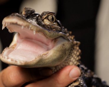 5 Care Tips for Alligators | Pet Reptiles