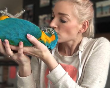 DO MACAWS MAKE GOOD PETS? | Must Knows About Macaw Parrots