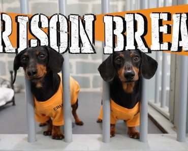 Ep 8: WIENER DOG PRISON BREAK – Funny Dogs Escaping Jail!