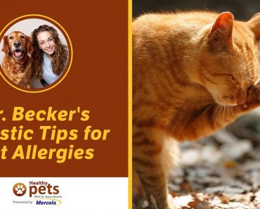 Dr. Becker’s Holistic Tips for Pet Allergies