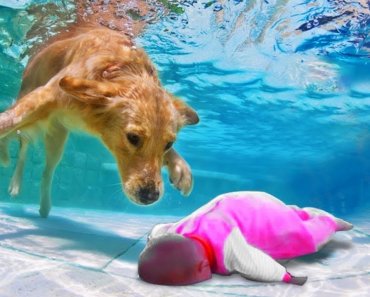 Dog And Baby Take A Swim Very Funny Time | Funny Baby Video