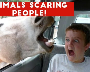 Funniest Animals Scaring People Reactions of 2018 Weekly Compilation | Funny Pet Videos