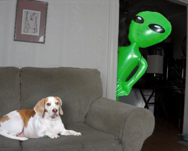 Dog Pranked with Alien: Funny Dog Maymo