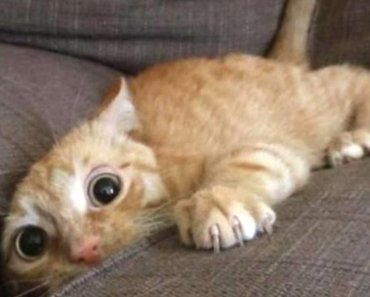 Top 10 Funny Cat Videos – Funny Cats 2017