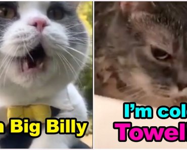 These Cats Can Speak English Better Than Hooman – NEW SUBTITLES