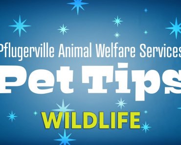 Pet Tips – Wildlife