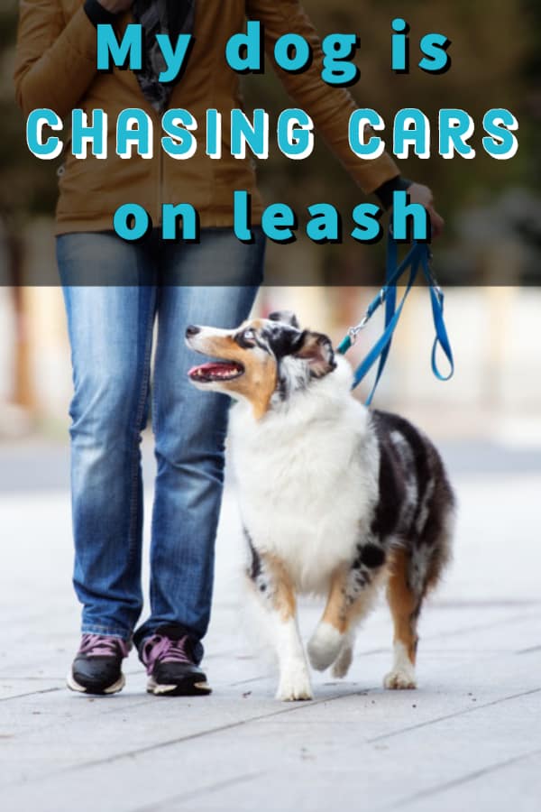 My Dogs Tries to Chase Cars On Leash!