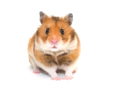 9 Pet Hamster Care Tips for Beginners