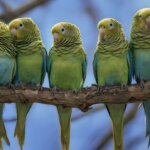 Blue Parakeets: Complete Care & Color Mutation Guide in 5 Steps