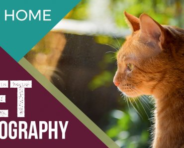 Tips for Pet Photography at Home