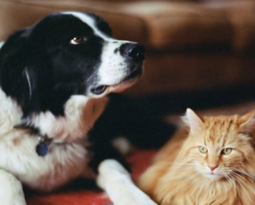 How pet owners can prepare for a potential lockdown with their furry friends