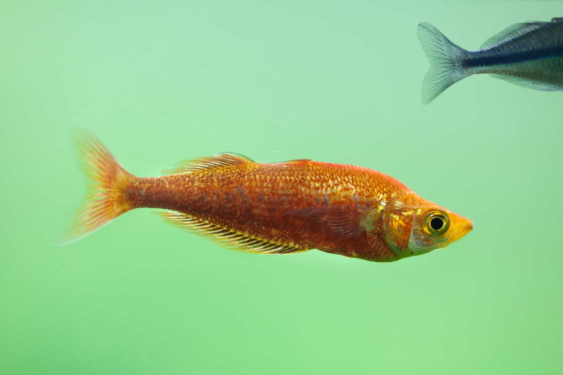 Red Rainbowfish Care guide