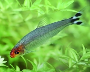 Rummy Nose Tetra: Care Guide For The Uniquely Colored Fish
