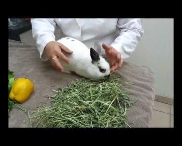 Pet Tips – Rabbit Diet
