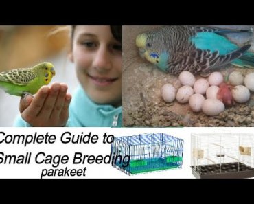 Complete Guide to small Cage Pet Parakeet || Single Cage Breeding Tips || How to breed parakeet