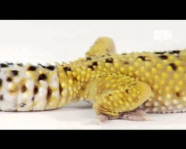 Pets 101- Geckos