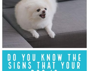 Signs Your Dog is Bored!