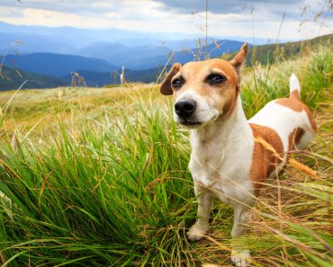 9 essential tips for hiking with small dogs