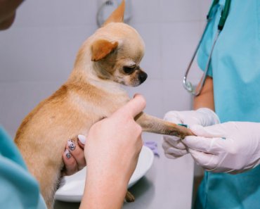 Testing for kidney disease in your dog or cat