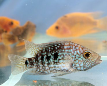 Texas Cichlid: Care Guide For A Large Freshwater Species