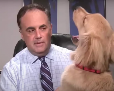 We’re Crushing on These Dogs Interrupting Weather Forecasts