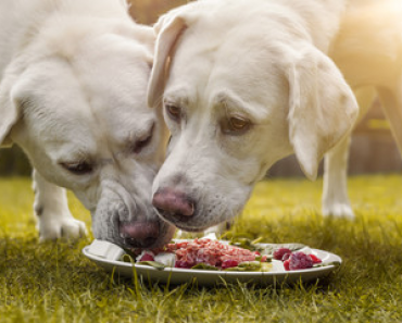 What Separates Freshpet vs the Dog Food: The Importance of Real, Fresh Protein