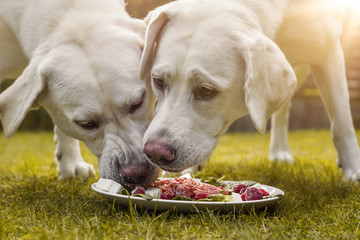 high protein dog food from Freshpet on plate with two Golden Retrievers eating