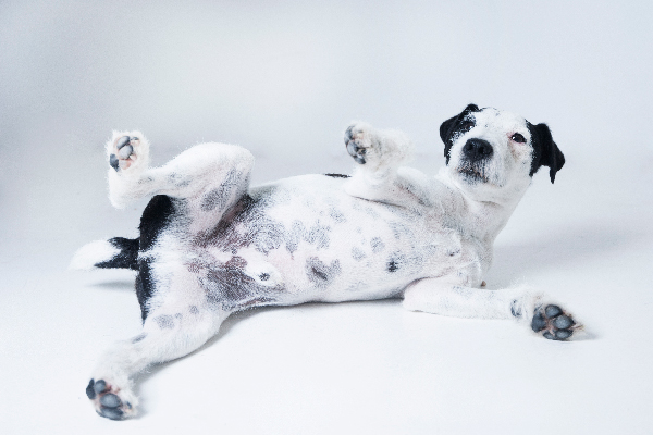 A black and white dog flipped over, showing his stomach! 