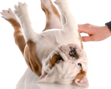 What to Do About Dog Stomach Gurgling