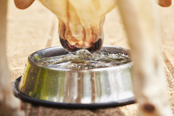 Dog drinking water. 