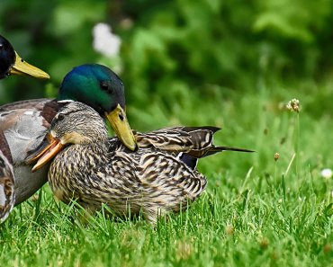 Keeping and Caring for Ducks as Pets