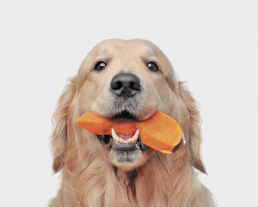 Yes, Your Dog Should Eat ‘All the Colors of the Rainbow’