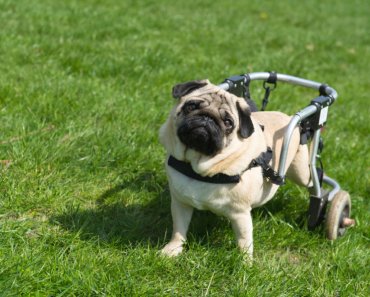 3 ways to optimize quality of life for dogs with physical disabilities