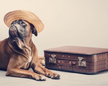11 Tips for Traveling With Your Pet, According to a Veterinarian