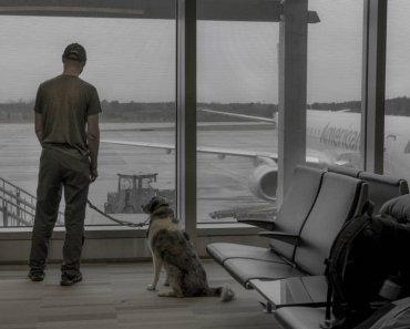 9 Tips for Flying With A Pet