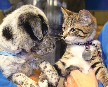 Kids and Pets: A Perfect Match | Pet Adoption | Blog