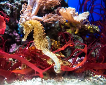 Aquarium richtig herrichten: Tipps für Anfänger und Fortgeschrittene