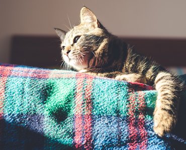 8 Cleaning Tips for Pet Owners Tips