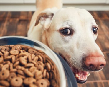 Answering some key questions about nutrition for dogs and cats