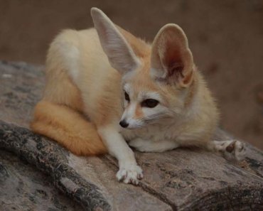 Are fennec foxes endangered? How many of them are left in the wild?