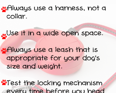 Are Retractable Leashes Dangerous? What Small Dog Parents Should Know