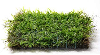 java moss used for aquascaping