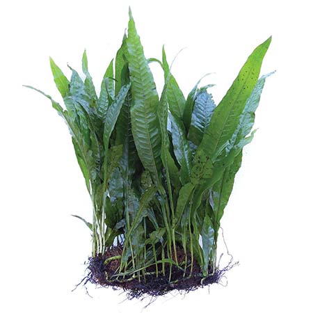 java fern used for aquascaping