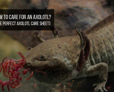 Axolotl Care: How to take care of an axolotl