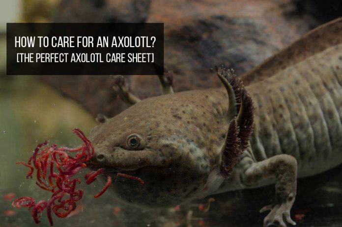 how to care for axolotl