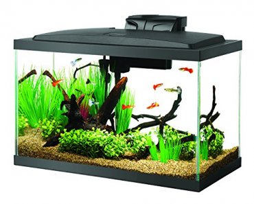 Betta Fish Tanks: Our Top Five Betta Homes